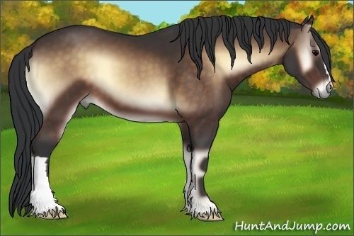 Horse Color:Bay Onyx 