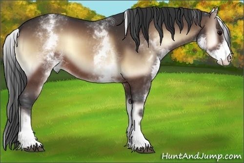 Horse Color:White Spotted Brown Onyx 