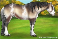 Horse Color:White Spotted Brown Onyx 