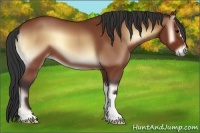 Horse Color:Bay Onyx 
