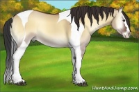 Horse Color:Bay Onyx Splash Tobiano 