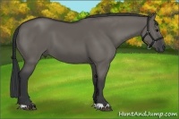 Horse Color:Grullo 