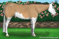 Horse Color:Buckskin Splash 