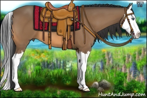 Horse Color:Buckskin Splash 