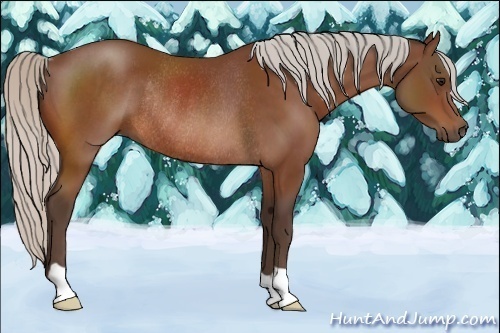 Horse Color:Silver Bay Rabicano