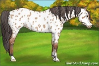 Horse Color:Bay Roan Dun Appaloosa Rabicano