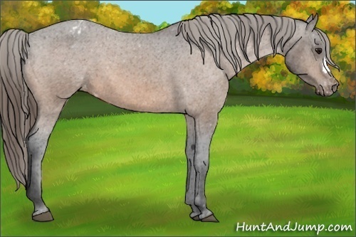 Horse Color:Buckskin Appaloosa