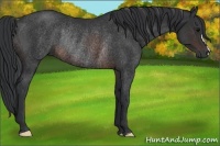 Horse Color:Brown Rabicano 