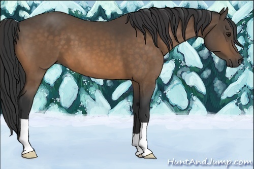 Horse Color:Buckskin 