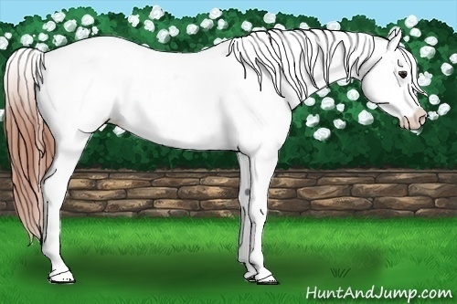 Horse Color:Bay Dun Appaloosa Rabicano 
