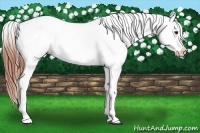 Horse Color:Bay Dun Blanket Rabicano