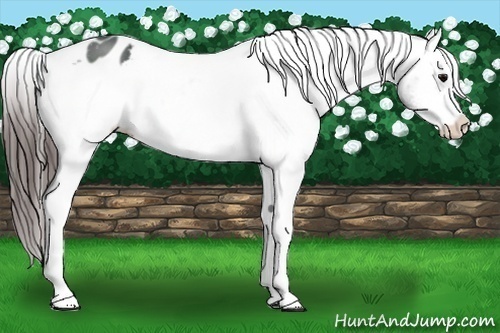Horse Color:Brown Sabino Varnish Rabicano 