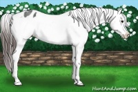Horse Color:Brown Sabino Appaloosa Rabicano