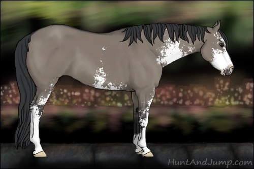 Horse Color:Grullo Sabino 