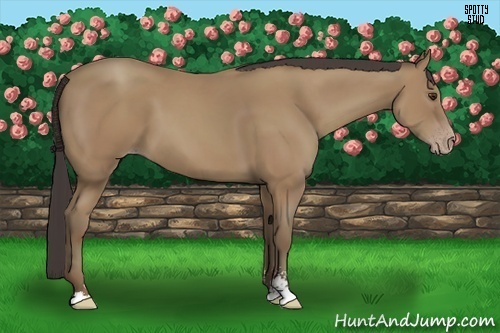 Horse Color:Classic Champagne Sabino 