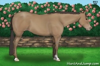 Horse Color:Classic Champagne Sabino 