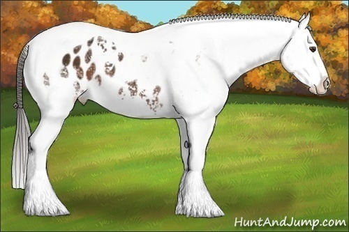 Horse Color:White Spotted Liver Chestnut Tobiano Appaloosa 
