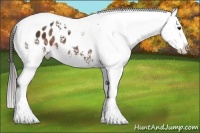Horse Color:White Spotted Liver Chestnut Tobiano Appaloosa