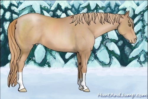 Horse Color:Chestnut Pearl 