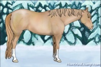 Horse Color:Chestnut Pearl