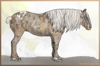 Horse Color:Silver Sable Champagne Ice Appaloosa