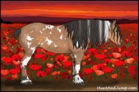 Horse Color:White Spotted Buckskin Sabino