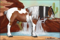 Horse Color:Bay Splash Tobiano