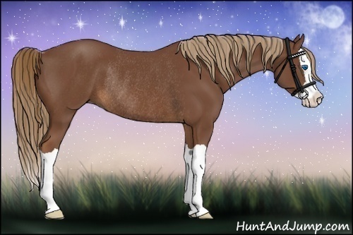 Horse Color:Chestnut Splash Rabicano 