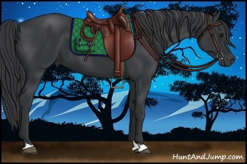 Horse Color:Black 