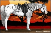 Horse Color:White Spotted Black Appaloosa 