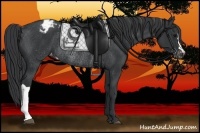 Horse Color:Black Appaloosa Rabicano 