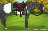 Horse Color:Black Appaloosa