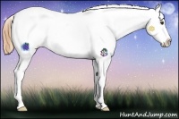 Horse Color:Buckskin Sabino Snowflake Varnish 