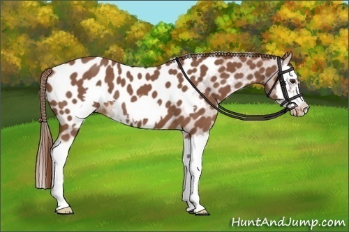 Horse Color:Red Roan Splash Frame Appaloosa 