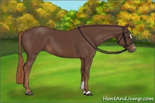 Horse Color:Liver Chestnut Sabino 