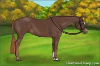 Horse Color:Liver Chestnut Sabino