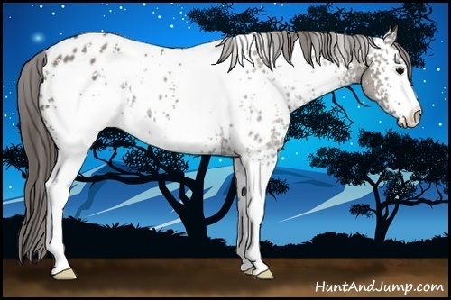 Horse Color:White Spotted Grullo Appaloosa Rabicano