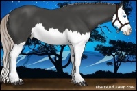 Horse Color:Silver Black Splash