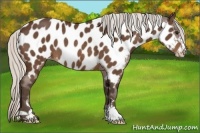 Horse Color:Silver Bay Sabino Near Leopard Rabicano