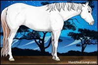 Horse Color:Bay Dun Appaloosa 