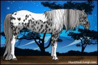 Horse Color:Black Ice Tobiano Appaloosa Rabicano 