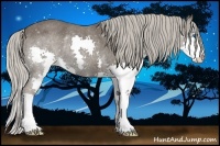 Horse Color:Silver Black Splash Rabicano