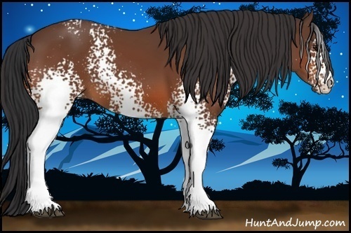 Horse Color:White Spotted Bay 