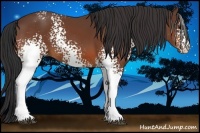 Horse Color:White Spotted Bay