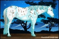 Horse Color:Thunderstruck Bay Splash Near Leopard 