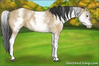 Horse Color:White Spotted Bay Dun