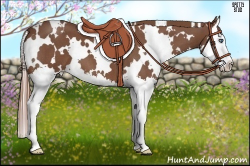 Horse Color:White Spotted Red Roan Splash