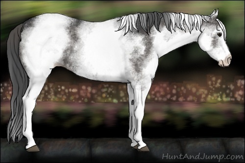 Horse Color:White Spotted Black 
