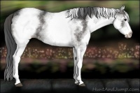 Horse Color:White Spotted Black 