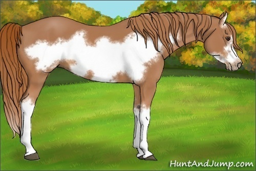Horse Color:Chestnut Splash Frame